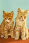 red tabby cats * around 1970