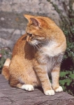 Domestic cat, red brindle and white * approx. 1970