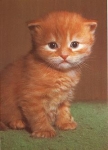 young cat, brindle, * approx. 1970