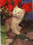 white cat with roses, October 25th, 1972