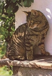Domestic cat, bronzed * approx. 1970