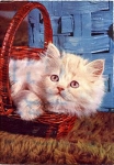 white cat in a basket, used 1972