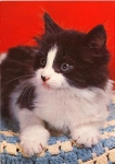 black and white cat on blanket * ca. 1970