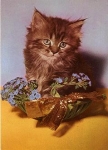 Young cat with forget-me-nots * around 1970