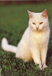 white house cat * approx. 1970