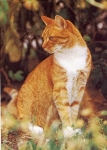 Katze Europäische Kurzhaar rotgestromt mit weiss * ca. 1988