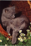 Katzen  Orientalisch-Kurzhaar grau * ca. 1970