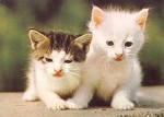 weisse und getigerte Katzen * ca. 1980