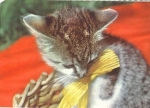 Cat with bow * approx. 1980