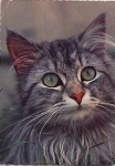 tabby cat o 1972