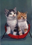 Cat used in basket circa 1972