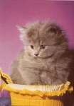 gray cat * around 1970