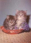 Young cats with violets * ca. 1970
