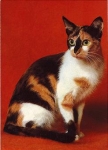 European shorthair tortoiseshell and white cat * ca.1970