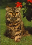 Pers cat * approx. 1970