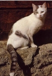 Domestic cat * approx. 1970
