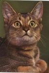 Mackerel cat * approx. 1970