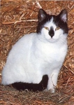 House cat, white-black * approx. 1970