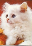 White Cat * ca. 1970