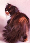 Persian cat tortoiseshell and white * ca. 1970