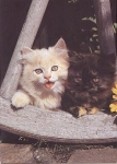 Young Persian cats, tortoiseshell and shell cameo * approx. 1987