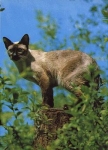 Siamese cat sealpoint * approx. 1970