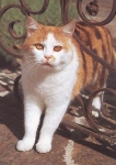 Domestic cat, red brindle with white * approx. 1987