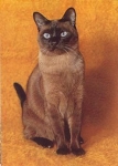 Cat Siamese Sealpoint * ca. 1970
