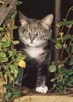 Domestic cat, gray-white * approx. 1986