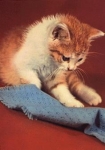 red tabby cat with blanket o January 22, 1972