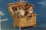 Cats in a basket o June 8, 1967