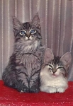 Mackerel cats and white mackerel o 6.1.1969