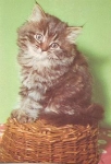 Cat sitting on basket * approx. 1970