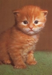 Cat * around 1970