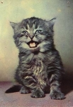 tabby cat * around 1960