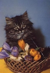 Cat with crocus basket, flowers, used circa 1970