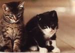 Cats black and white and mackerel, Whiskas advertisement, 01/10/1986