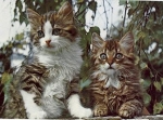young cats circa 1960