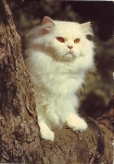 white cat born circa 1980