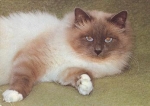 Birman cat * around 1980