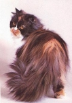 Cat Persian Schilplatt & Weiss * approx. 1970