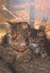 Half-Persian cat with young tanned brown * approx. 1970
