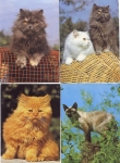 Cats 4 cats around 1970