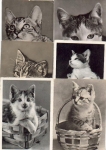 Cats 6 cards ca. 1970