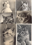 Cats around 1970, 6 cards