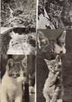Cats 6 postcards *approx. 1970