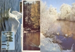 Birds swans in winter 3 cards * ca. 1970