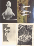 Bird, geese, goose-girl o approx. 1960, 4 cards
