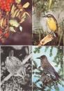 Songbirds yellow wagtail great tit wren 4 cards used. circa 1970