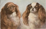 Cavalier King Charles Spaniel *ca. 1940